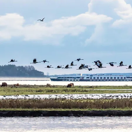 Strandlaeufer An Der Seebruecke Zingst